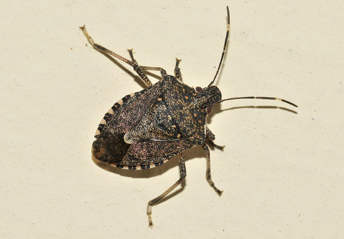 Pentatomidae: Halyomorpha halys - NUOVA PER L''ITALIA